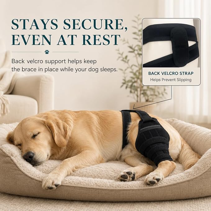 2026 Dog Knee Brace for Torn ACL CCL, Support Brace with Back Strap to Prevent Slipping, Hind Leg Support for Dog Joint Pain Recover, Luxating Patella, Fits Small Medium Large Dogs, S