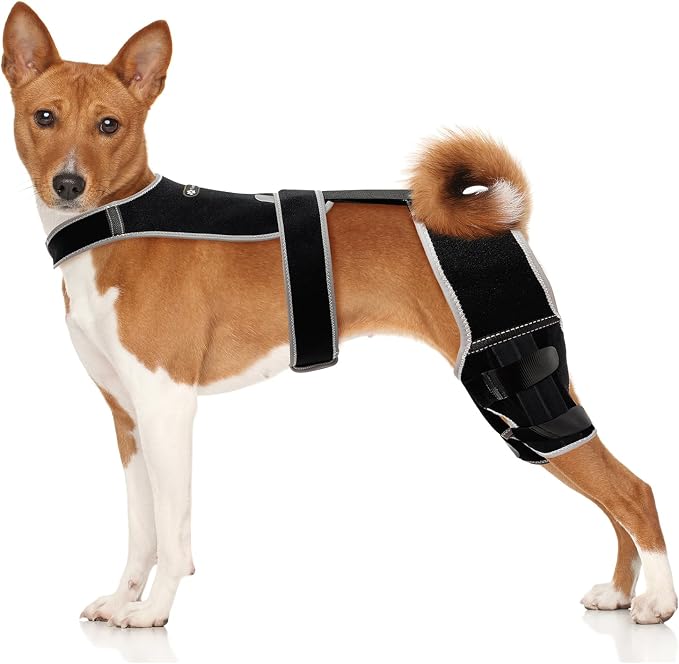 Snagle Paw Dog Knee Braces for Back Legs, ACL/CCL Support, L | Double-leg support, 4 reinforced stays, triple anti-slip fit, for walks, recovery, post-op care