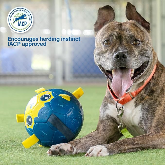 Race&Herd 7.5" Jolly Soccer Ball for Dogs - Tough Durable Dog Ball Toy with Straps, Pet Bouncy Herding Balls for Dogs, Floating Dog Balls with Tags for Water Fetch, BaaBaaBall (Ocean)