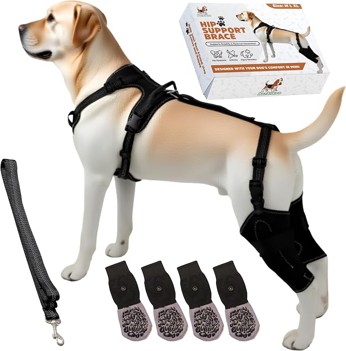 Dog Hip Dysplasia Support Brace. Dog ACL Knee Brace for Back Hind Leg; Bonus Leash and Socks; Adjustable Metal Splint Support Harness for Back Legs and Hip; Easy On Off Hook and Loop Closure - Size M | Soft Breathable Fabric with Adjustable Straps