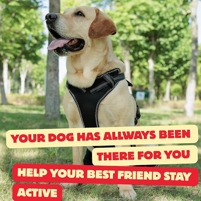 Dog Hip Dysplasia Support Brace. Dog ACL Knee Brace for Back Hind Leg; Bonus Leash and Socks; Adjustable Metal Splint Support Harness for Back Legs and Hip; Easy On Off Hook and Loop Closure - Size M | Soft Breathable Fabric with Adjustable Straps